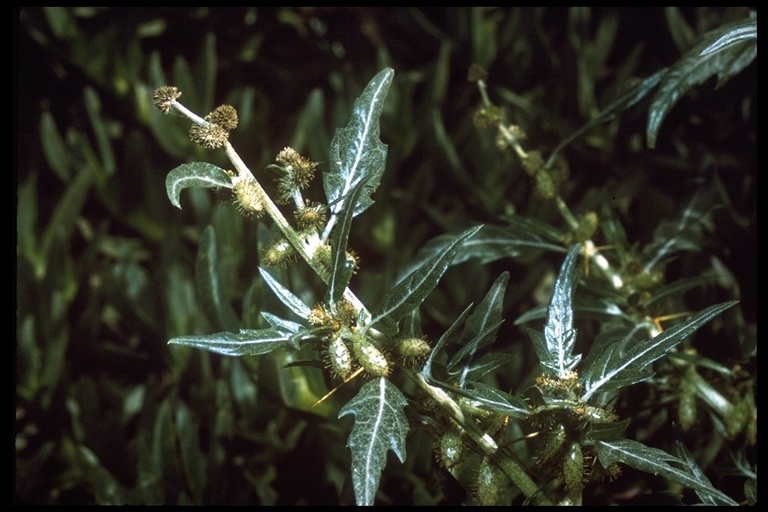 Image of Spiny Cockleburr