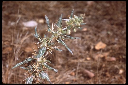 Image of Spiny Cockleburr