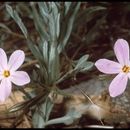 Sivun Phlox dolichantha A. Gray kuva