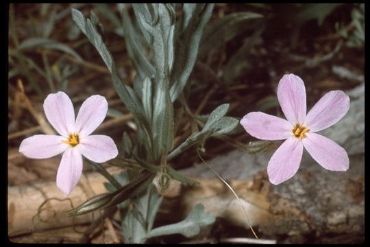 Image de Phlox dolichantha A. Gray