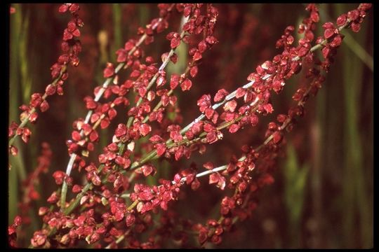 Image of common sheep sorrel