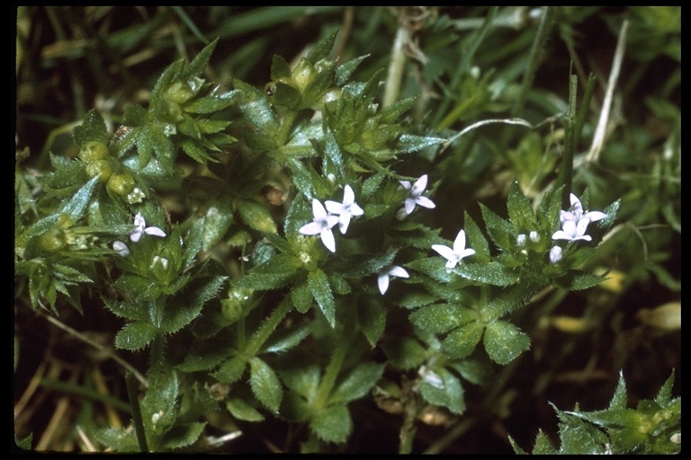 Image of blue field madder