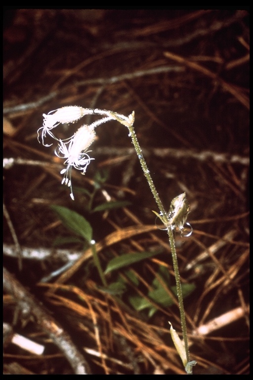 صورة Silene douglasii Hook.