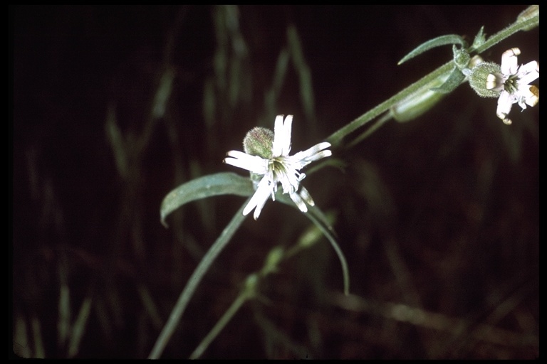 Image of San Francisco campion