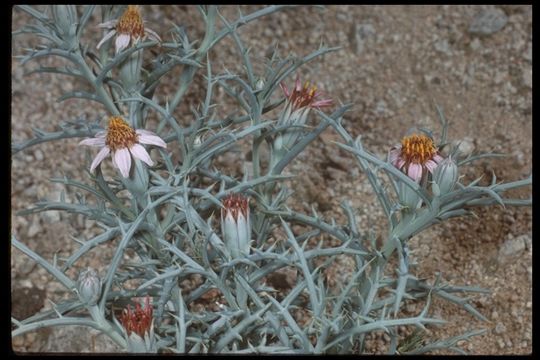 Image of Mojave hole-in-the-sand plant