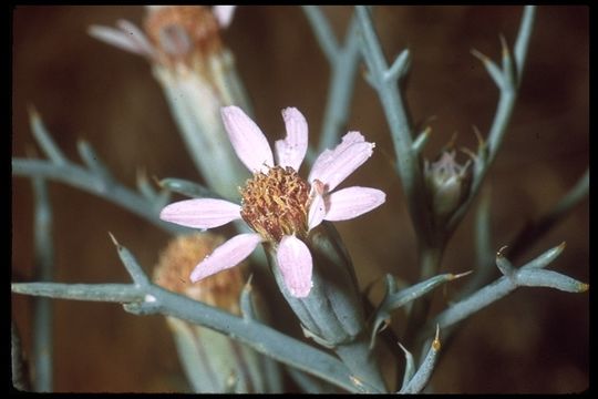 Image of Mojave hole-in-the-sand plant