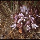 Image of <i>Orobanche <i>californica</i></i> ssp. californica