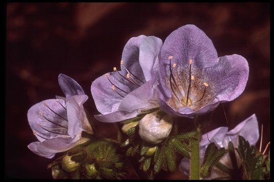 Phacelia grandiflora (Benth.) A. Gray的圖片