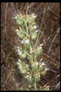 Image of silverleaf phacelia