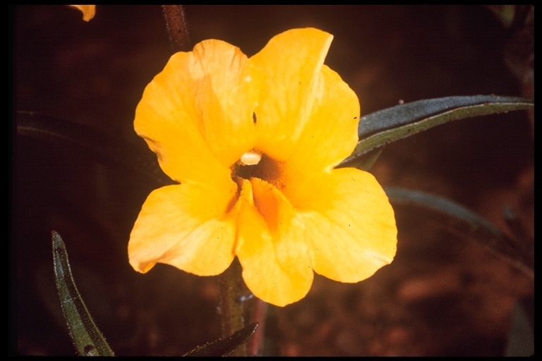 Image of <i>Mimulus brevipes</i>