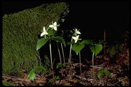 Image of Pacific trillium