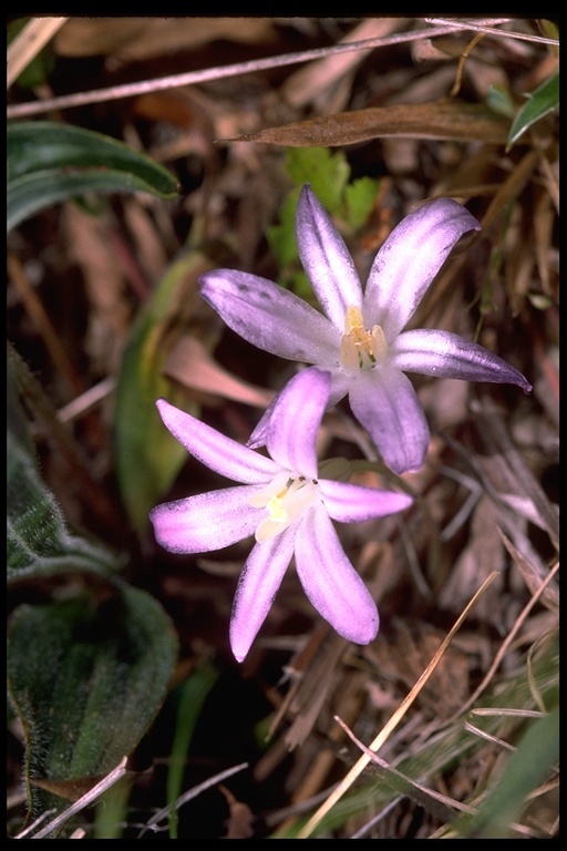 Image of dwarf brodiaea