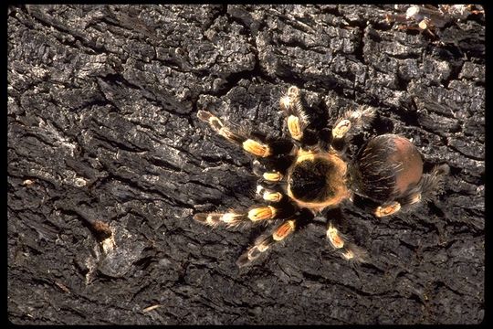 Image of Mexican Red Knee Tarantula