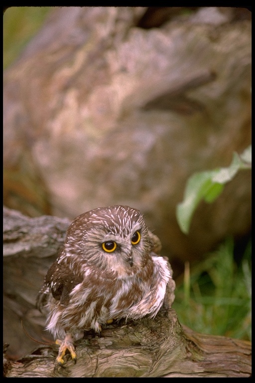 Image of Northern Saw-whet Owl