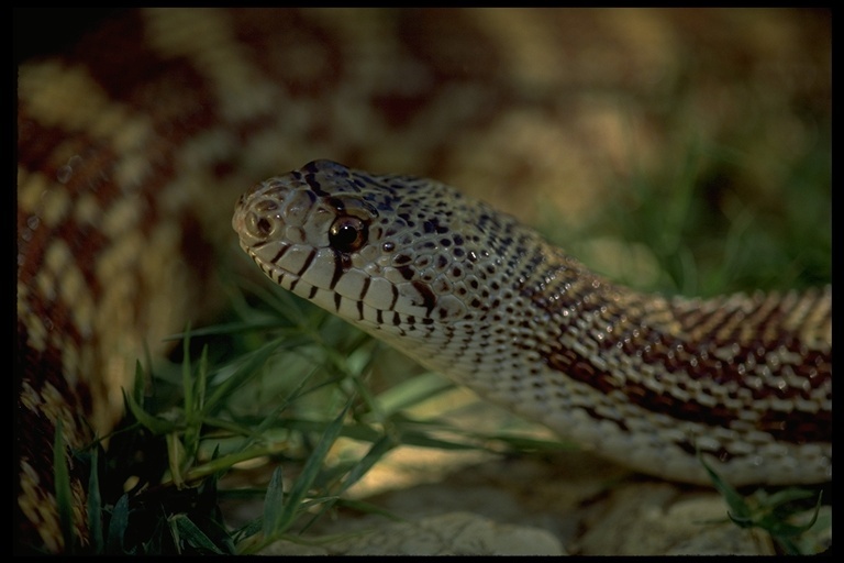 Image of Pituophis catenifer deserticola Stejneger 1893