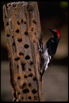 Слика од Melanerpes formicivorus (Swainson 1827)