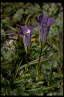 Image of Sierra fringed gentian