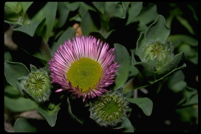 Image of seaside fleabane