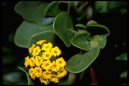 Image of coastal sand verbena