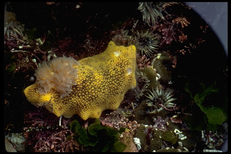 Plancia ëd Peltodoris nobilis (MacFarland 1905)