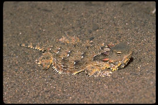 Image of Blainville Horned Lizard