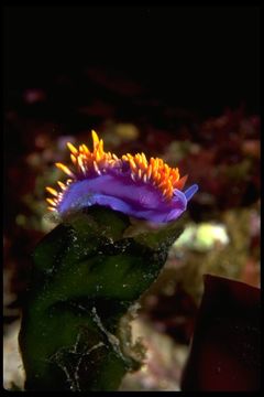 Image of <i>Flabellina iodinea</i>