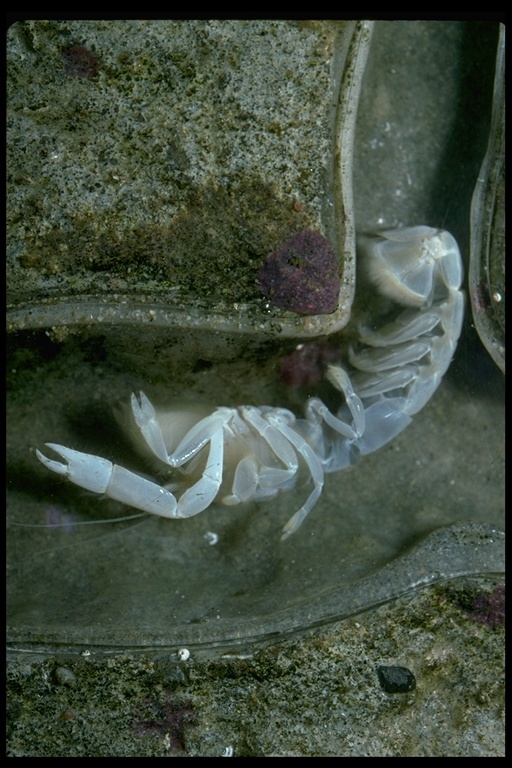 Image of bay ghost shrimp