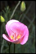 Image of alkali mariposa lily