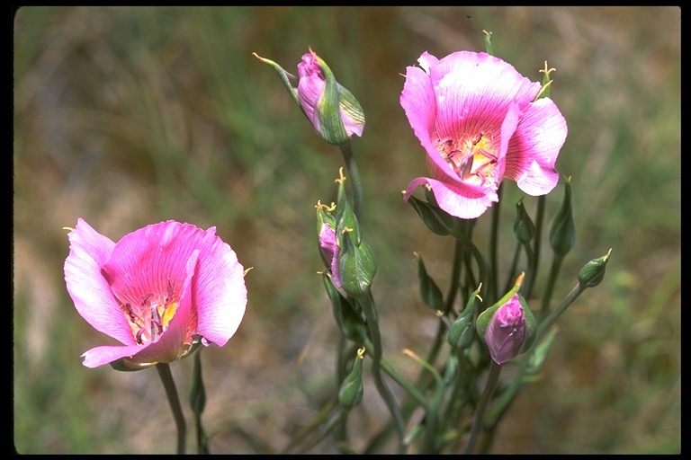 Image of alkali mariposa lily