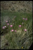 Image of alkali mariposa lily