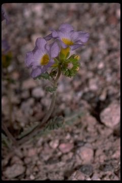 Image of Fremont's phacelia