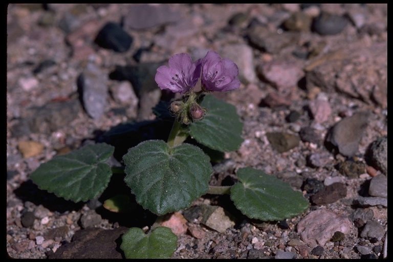 Image of calthaleaf phacelia