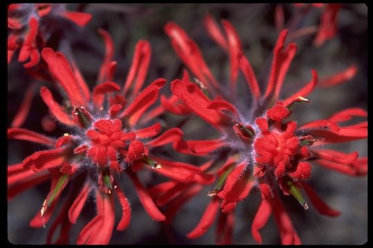 Imagem de Castilleja angustifolia var. dubia A. Nels.