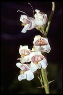 Image of Palmer's penstemon