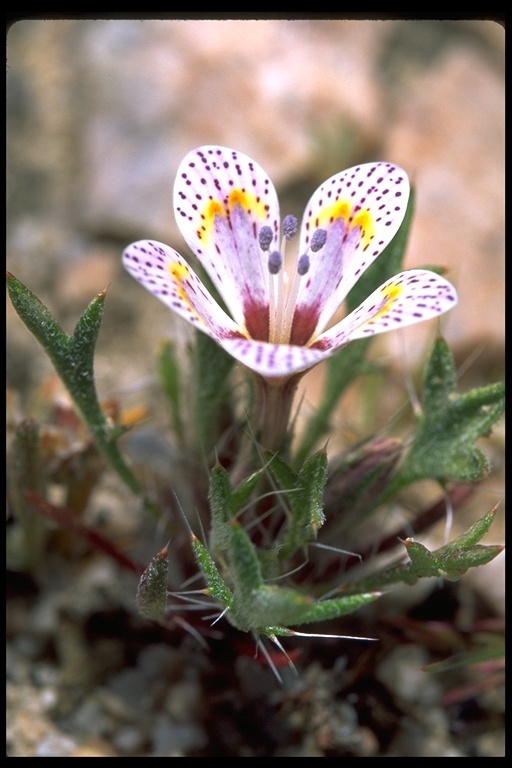 Image of Great Basin langloisia