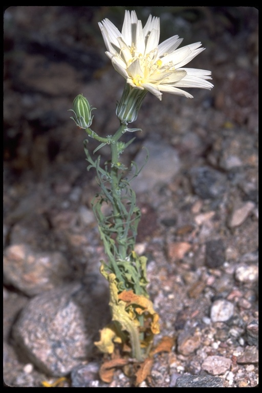 Image of New Mexico plumeseed