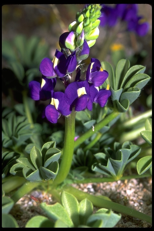 Image of Mojave lupine