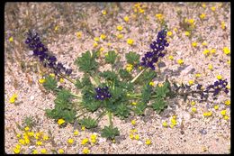 Image of Mojave lupine