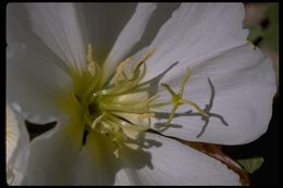 Imagem de Oenothera deltoides Torr. & Frem.