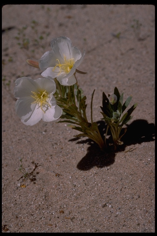 Imagem de Oenothera deltoides Torr. & Frem.