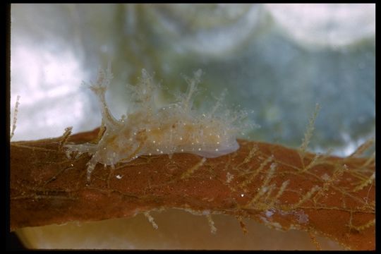 Image of bushy-backed nudibranch