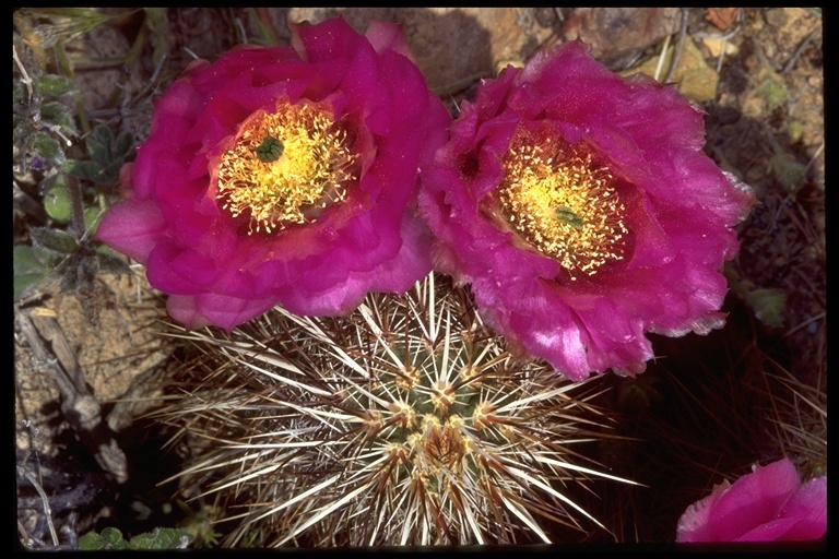 Image de Echinocereus engelmannii (Parry ex Engelm.) Lem.