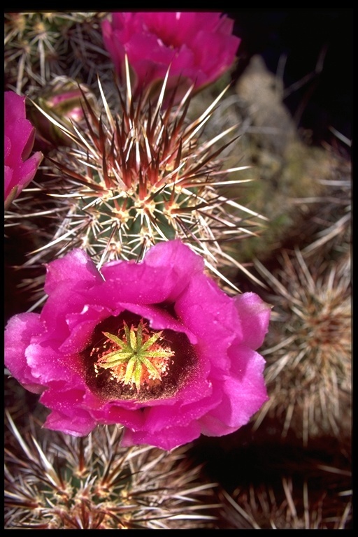 Image de Echinocereus engelmannii (Parry ex Engelm.) Lem.