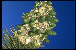 Слика од Yucca brevifolia Engelm.