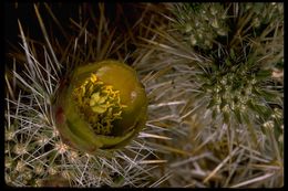 Image of Wiggins' cholla