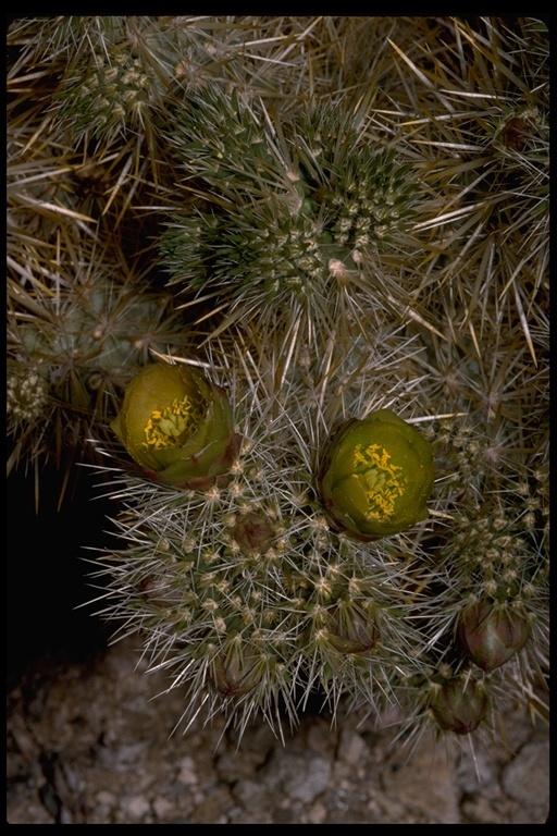 Image of Wiggins' cholla