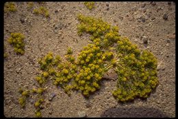 Image of yellow pepperweed