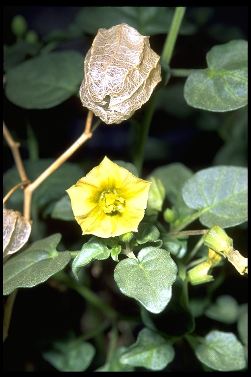 Image of yellow nightshade groundcherry