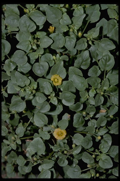 Image of yellow nightshade groundcherry