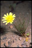 Image of smooth desertdandelion